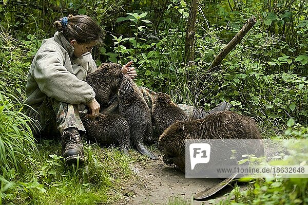Woman and European beaver (Castor fiber)  Rosenheim  Bavaria  Germany  Europe