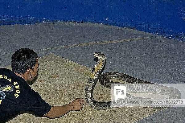 Mann und Königskobra bei der Cobra-Show  Phuket  Thailand  Asien