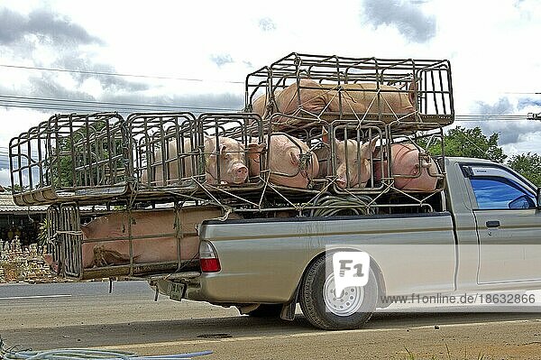 Transport of pigs  Tiertransport  Thailand  Transport von Hausschweinen  Asien