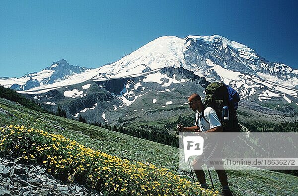 Hikers in the mountains  Mount Rainier National Park  Washington  USA  North America