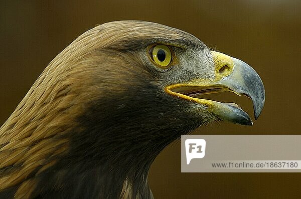 Golden Eagle  Steinadler (Aquila chrysaetos)  seitlich  side