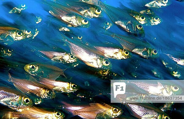 Schlanke Kehrer  Glasfisch (Parapriacanthus ransonneti)