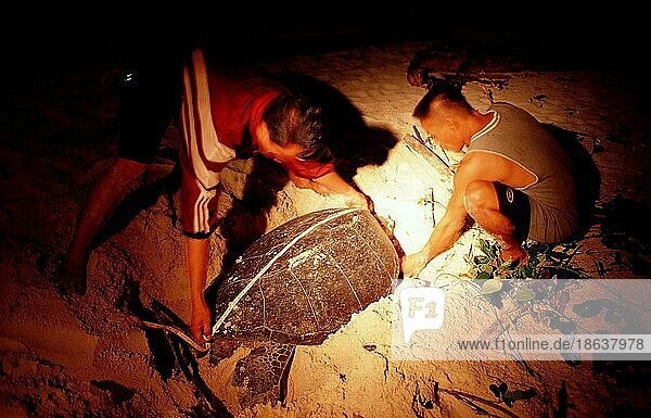 Ranger measuring Green Turtle  vermessen Suppenschildkröte  Suppenschildkröte (Chelonia mydas)  Grüne Schildkröte  Biologe  biologist  Forscher  Wissenschaftler  scientist  Sipadan  Malaysia  Asien