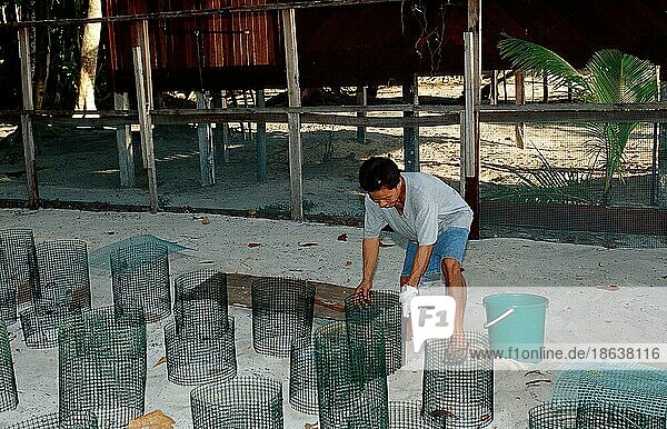 Ranger in der Meeresschildkröten-Aufzuchtstation  Sipadan  Borneo  Malaysia  Asien