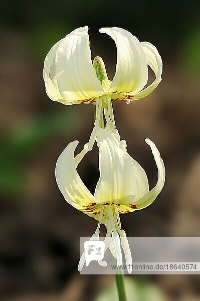 Forellenlilie 'White Beauty' (Erythronium revolutum)  Rosa Graslilie  Mahagoni Graslilie  Hundszahnveilchen