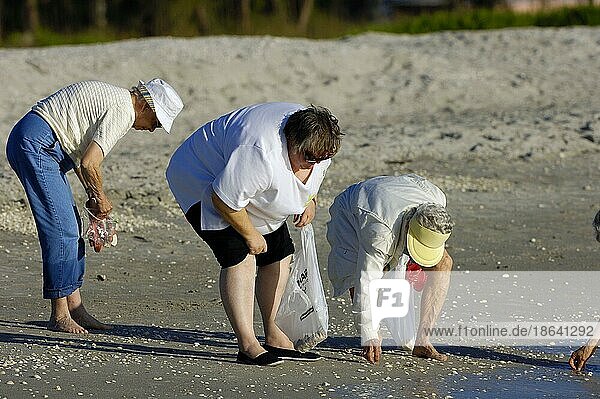 Frauen suchen Muscheln am Strand  Sanibel Island  Florida  USA  Nordamerika