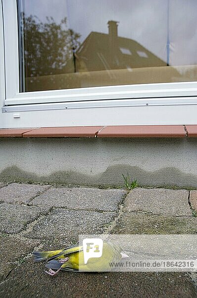 Toter Grünfink (Carduelis chloris) neben Fensterscheibe  Nordrhein-Westfalen  Grünfink  Grünling  Deutschland  Europa