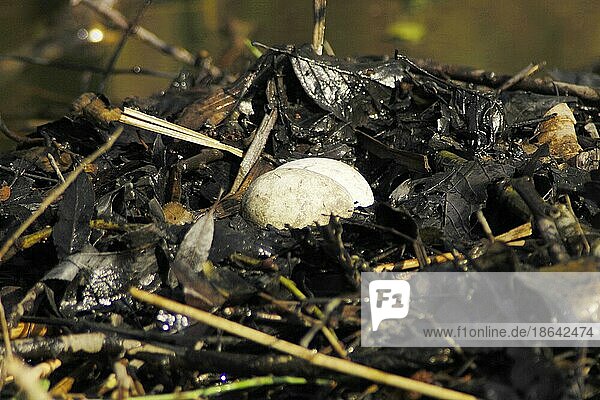 Haubentaucher (Podiceps cristatus)  Nest mit Eiern  Nordrhein-Westfalen  Lappentaucher  Deutschland  Europa