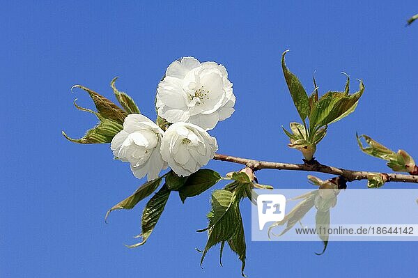 Süßkirsche (Prunus avium) 'Plena'  Blüten  Kirschblüten  Süßkirsche
