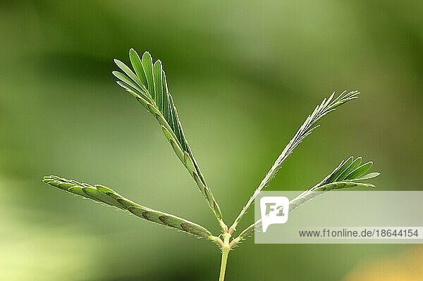 Mimose  Blätter  Schamhafte Sinnpflanze (Mimosa pudica)  Rühr-mich-nicht-an  Mimosengewächse  Mimosaceae