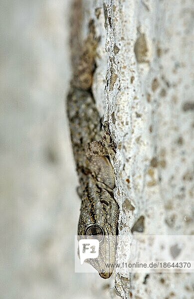 Mauergecko (Tarentola mauritanica)  Jungtier  Provence  Südfrankreich  Hausgecko