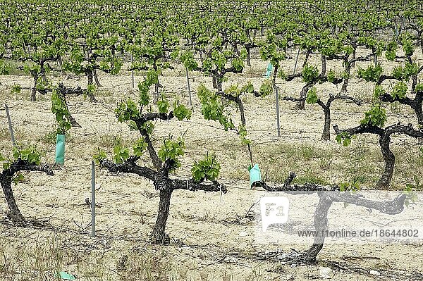 Weinberg im Frühling  Provence  Südfrankreich  Rebstock  Weinreben