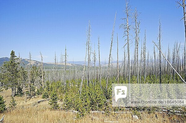 Coniferous forest with dead and regrowing conifers after forest fire  Yellowstone National Park  Wyoming  USA  North America