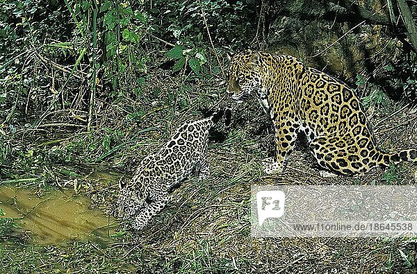 Jaguar  Jaguare (panthera onca)  bedrohte Tierart  Raubkatzen  Raubtiere  Säugetiere  Tiere  Mother and Cub