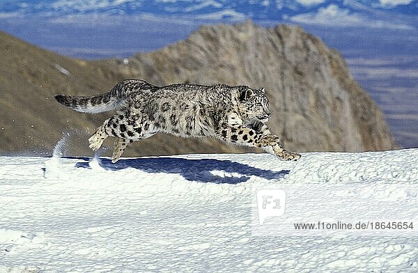 (Unica unica)  Panthera uncia  Uncia uncia  Irbis  Schneeleopard  Schneeleoparden  Raubkatzen  Raubtiere  Säugetiere  Tiere  Snow Leopard or Ounce  Adult running on Snow