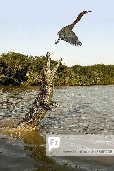 Brillenkaiman (caiman crocodilus)  Erwachsener  der mit offenem Maul aus dem Wasser springt und versucht  einen rufenden Tigerreiher  tigrisoma lineatum  zu fangen  Los Lianos in Venezuela
