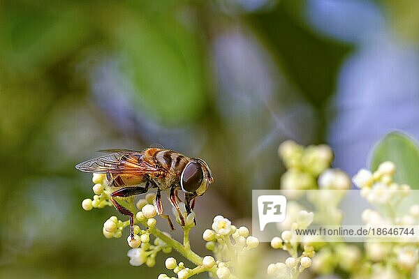 Biene sitzt auf einer Pflanze und ihren Blüten  während sie den Pollen entfernt  Rio de Janeiro  Rio de Janeiro  Brasilien  Südamerika