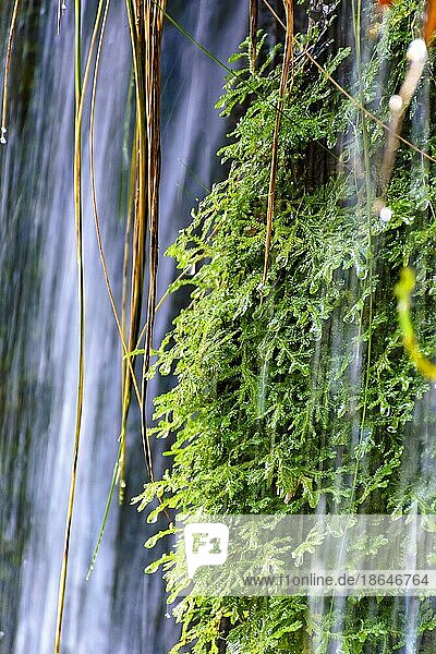 Moos und Vegetation zwischen dem Wasser und den Steinen eines klaren Wasserfalls in Carrancas  Minas Gerais  Carrancas  Minas Gerais  Brasilien  Südamerika