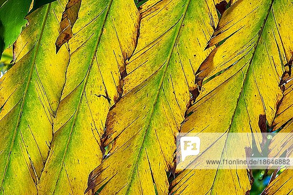 Textur der grünen und gelben Blätter im Gegenlicht  Brasilien  Südamerika