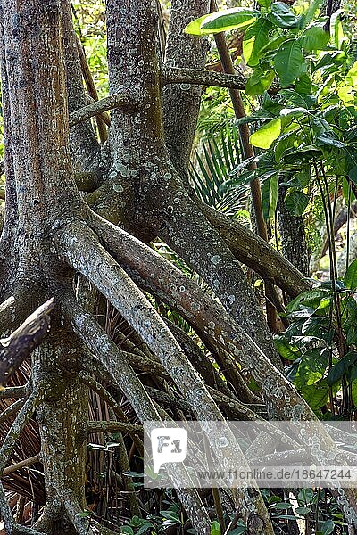 Typische Wurzeln und Vegetation der Mangroven im tropischen Ökosystem Brasiliens  Brasilien  Südamerika