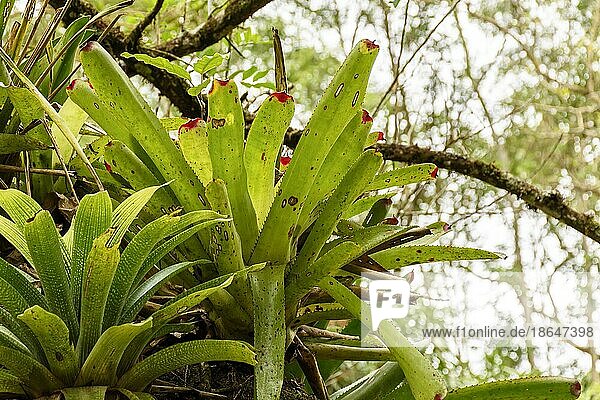 Bromeliads attached to a tree trunk in the Ilhabela rainforest in Sao Paulo  Brasil