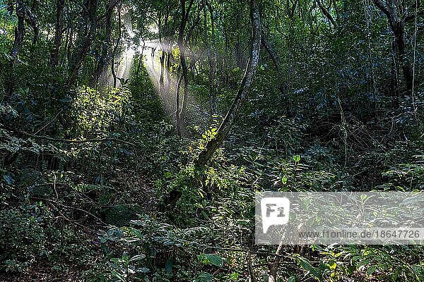 Licht  das durch die Bäume des dichten Regenwaldes in Rio de Janeiro  Brasilien  fällt  Südamerika
