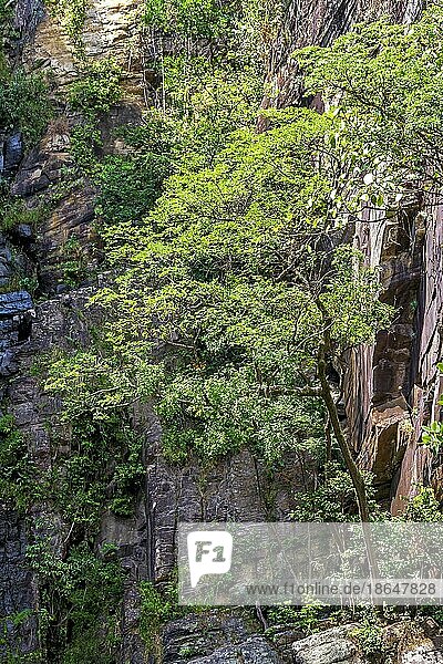 Forest vegetation blending with the rocks on a rocky slope in the Brazilian cerrado (savanna) biome region in the Serra do Cipo in the state of Minas Gerais  Brasil