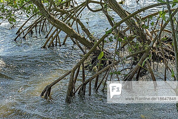 Wurzeln und Wasservegetation typisch für Mangroven in Brasiliens tropischem Ökosystem  Brasilien  Südamerika