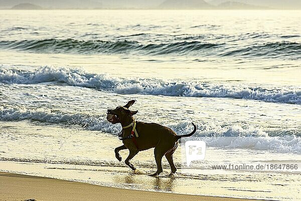 Dog running and playing on the edge of Ipanema beach in Rio de Janeiro on a summer morning  Brasil