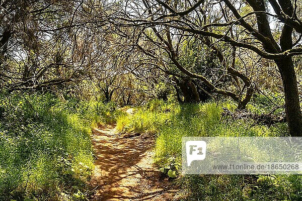 Fußweg durch einen Lorbeerwald in einer üppig grünen Landschaft in La Llania auf El Hierro  Kanarische Inseln