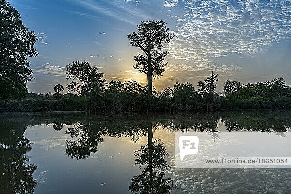 Morgenlicht im River Gambia National Park  Gambia  Afrika