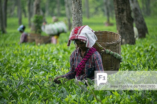 BOKAKHAT  INDIA  MAY 4: Women tea plantation worker pluck tea leafs in a tea plantation  in Bokakhat  India on May 4  2023