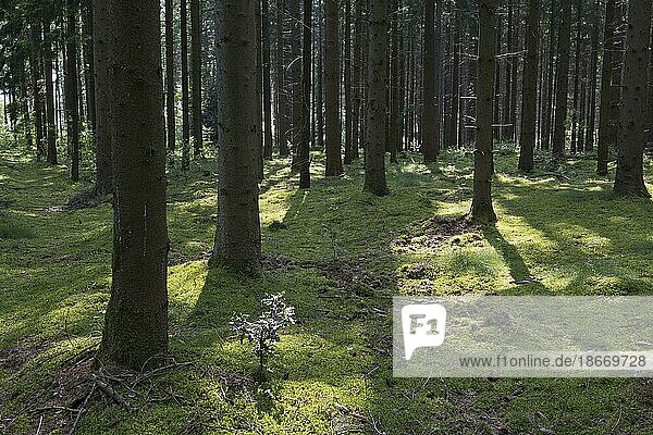 Licht im Wald  Emsland  Niedersachsen  Deutschland  Europa