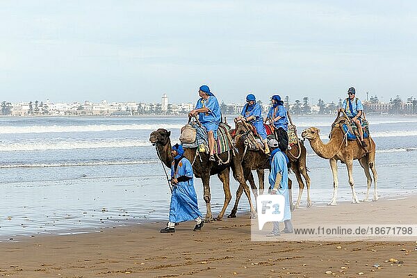 Tourists riding camels on beach dressed in blue Bedouin robes  Essaouira  Morocco  north Africa  Africa