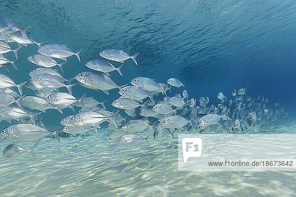 Schwarm  junge Fische  Großaugenmakrele (Caranx sexfasciatus)  schwimmt über Sandgrund  lange Kette  hintereinander  einander folgend  Sulusee  Pazifik  Palawan  Calamian Inseln  Philippinen  Asien