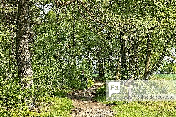 Woman  hiking trail  Undeloh  Lüneburg Heath  Lower Saxony  Germany  Europe