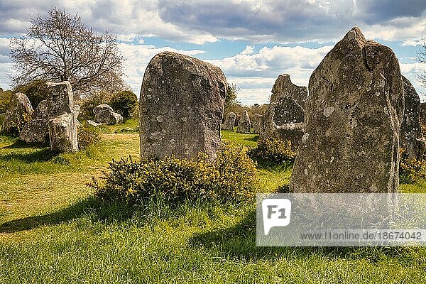 Megalithische Steinreihen von Kerzerho  Gemeinde Erdeven  Departement Morbihan  Bretagne  Frankreich  Europa