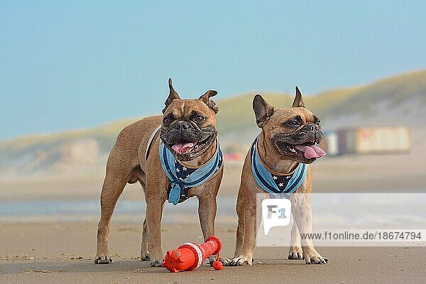 Zwei glückliche Französische Bulldoggen im Urlaub mit passenden Hundegeschirren im Matrosenstil am Sandstrand
