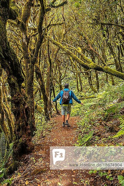 Man on a trekking walking in the mossy trees of the humid forest of Garajonay in La Gomera  Canary Islands