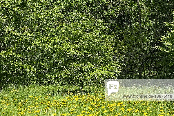 Blumenwiese mit Bäumen und Löwenzahnblüte im Frühling  Vegesack  Bremen-Nord  Bremen  Deutschland  Europa
