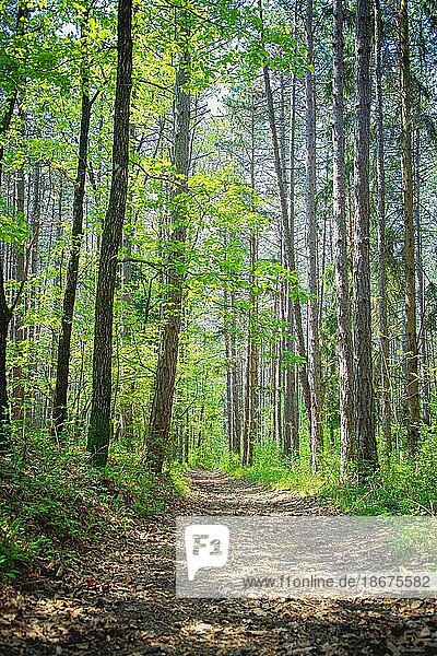 Waldweg in der Vormittagssonne  Mischwald  Ternitz  Niederösterreich  Österreich  Europa