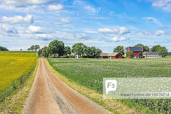 Schotterstraße zu einem Bauernhof auf dem Lande bei einem blühenden Kartoffelacker in Schweden