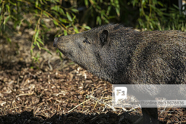Profile skunk pig standing in sunlight