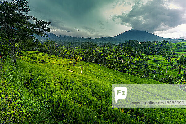 View of Sidemen Rice Terrace  Sidemen  Kabupaten Karangasem  Bali  Indonesia  South East Asia  Asia