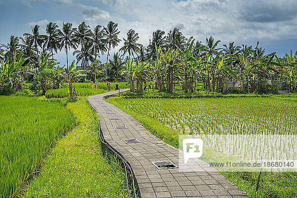 View of rice fields near Ubud  Ubud  Kabupaten Gianyar  Bali  Indonesia  South East Asia  Asia