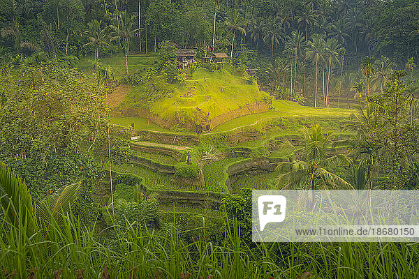 View of Tegallalang Rice Terrace  UNESCO World Heritage Site  Tegallalang  Kabupaten Gianyar  Bali  Indonesia  South East Asia  Asia