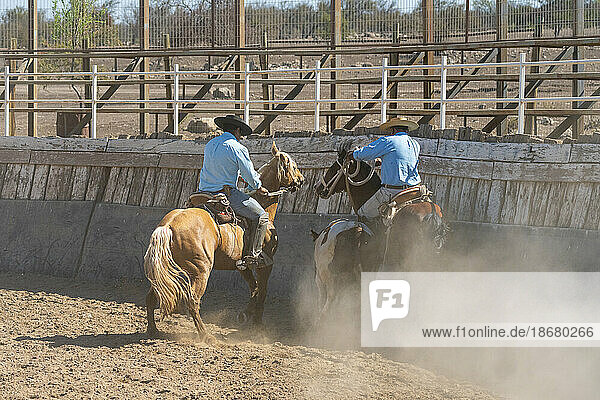 Chilean cowboys (huaso) training rodeo at stadium  Colina  Chacabuco Province  Santiago Metropolitan Region  Chile  South America