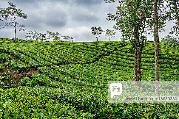 Views of the Sukadana tea plantation  West Java  Indonesia  Southeast Asia  Asia