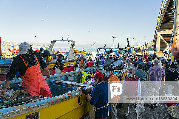 People buying fresh fish at market  Caleta Portales  Valparaiso  Valparaiso Province  Valparaiso Region  Chile  South America