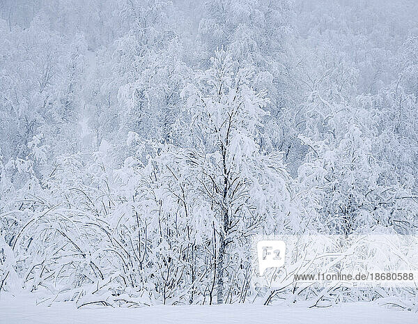 Beautiful Snow Covered Trees in winter  near Sorli  Island of Senja  Troms og Finnmark county  Norway  Scandinavia  Europe